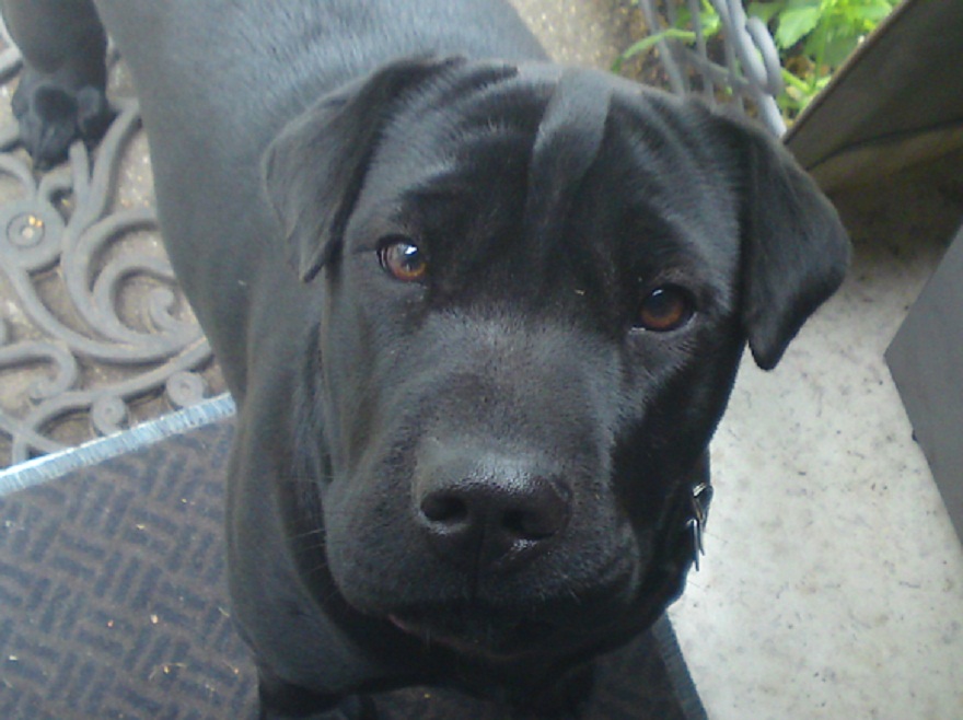 Pei (Labrador, Shar Pei) Labrador Shar Pei 